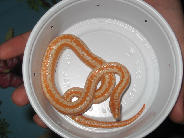 AlbinoRosyBoaFemale1.JPG