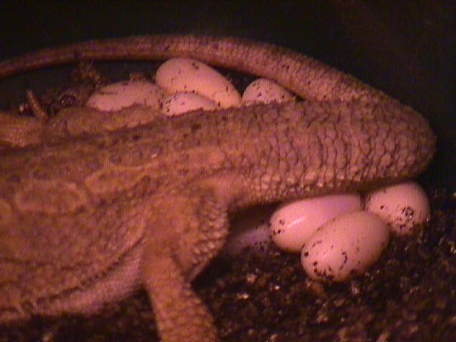 Closeup_of_Eowyn_with_eggs