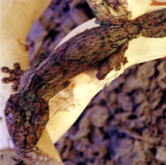 17177U_sikorae_male_larger.jpg