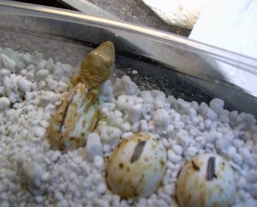 Hatching_2.jpg