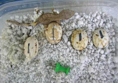 Hatchling_pin.jpg