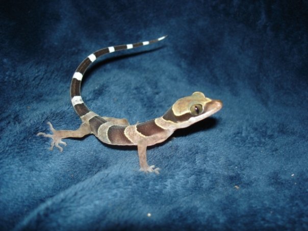 Ring-Tailed_Gecko