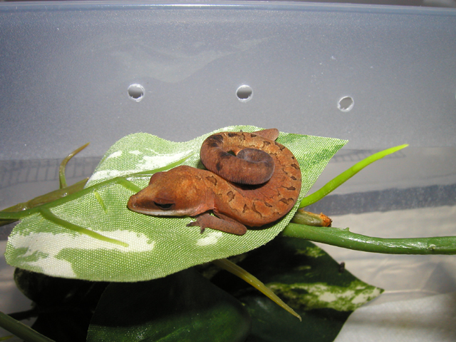 catgecko_hatchling.jpg