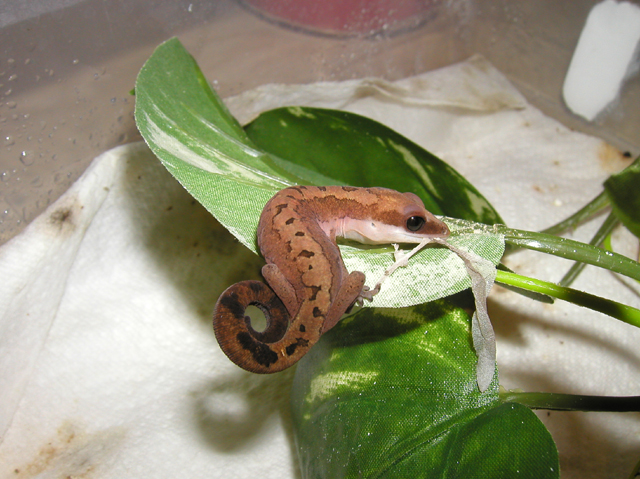 catgecko_hatchlingshedding.jpg