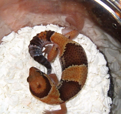 fat-tail_gecko.JPG