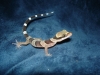 Ring-Tailed_Gecko.jpg