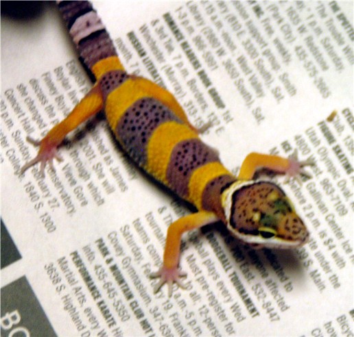 17177Tangerine_speckled_new_baby_pic2.jpg