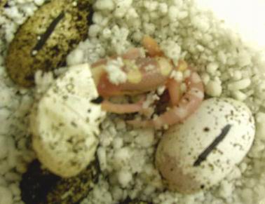 AS_hatching.jpg