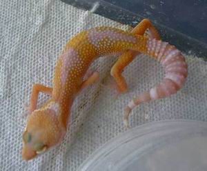 Albino_best.jpg