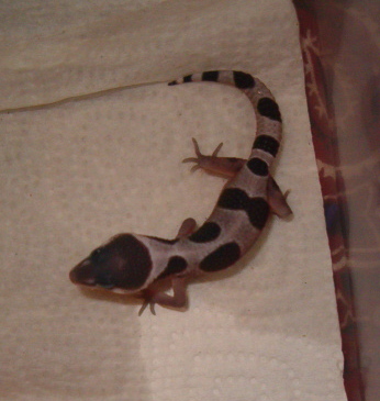 BabyMack1_5-17.JPG