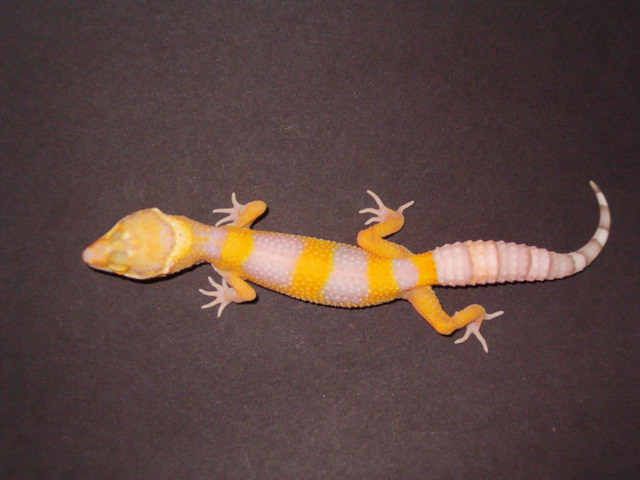 BellALbino0_5-30.JPG