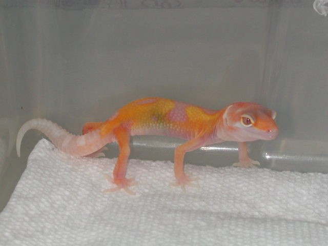 Geckos_2006_003