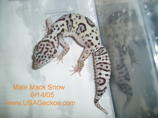 Male-Mack-Snow-6-13-05