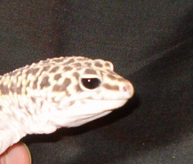 Onix_female_eye2.JPG