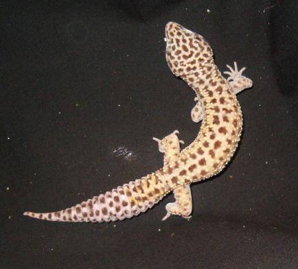 Onyx_male4.JPG