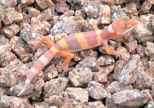 aptg06-2M.jpg