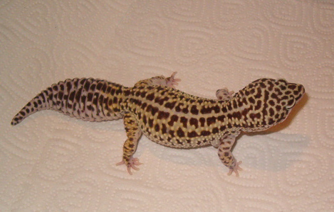 femaleOnix1upclo.JPG