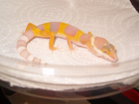 pattybell04-22_1.JPG