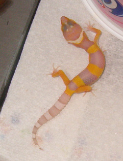 pattysbell04-22_2.JPG