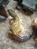 Geckos_044.jpg