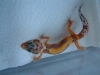 Geckos_130.jpg