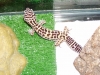 geckos002.jpg