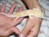 geckos004.jpg