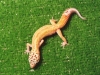 geckos005.jpg