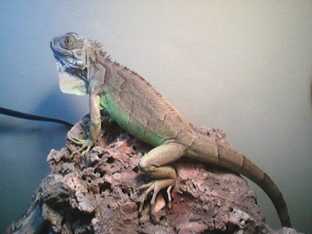 iguana2