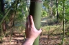 bamboo_001.jpg