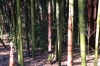 bamboo_003.jpg