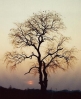 sunset_tree.jpg