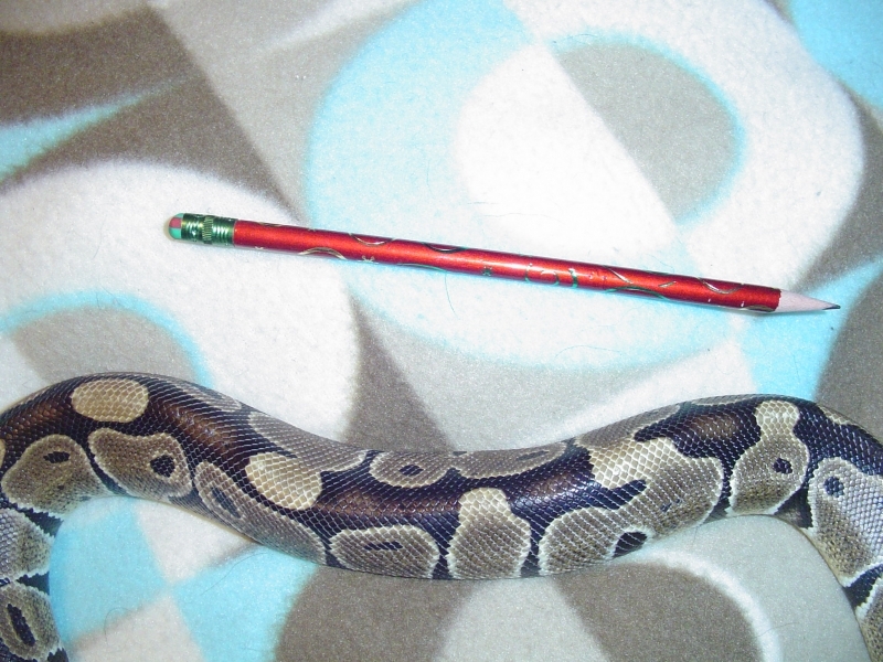 pencil_thin.JPG