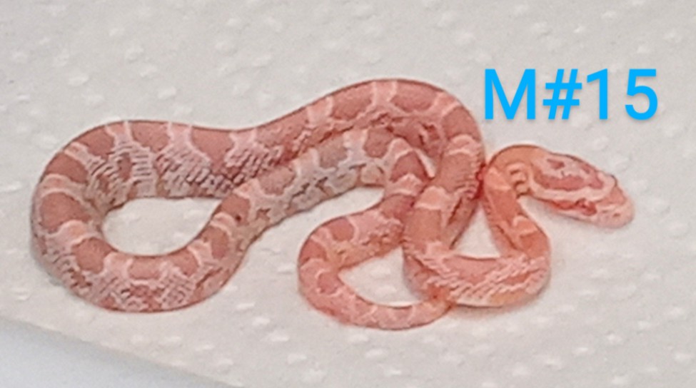 Strawberry Snow Corn Snake
