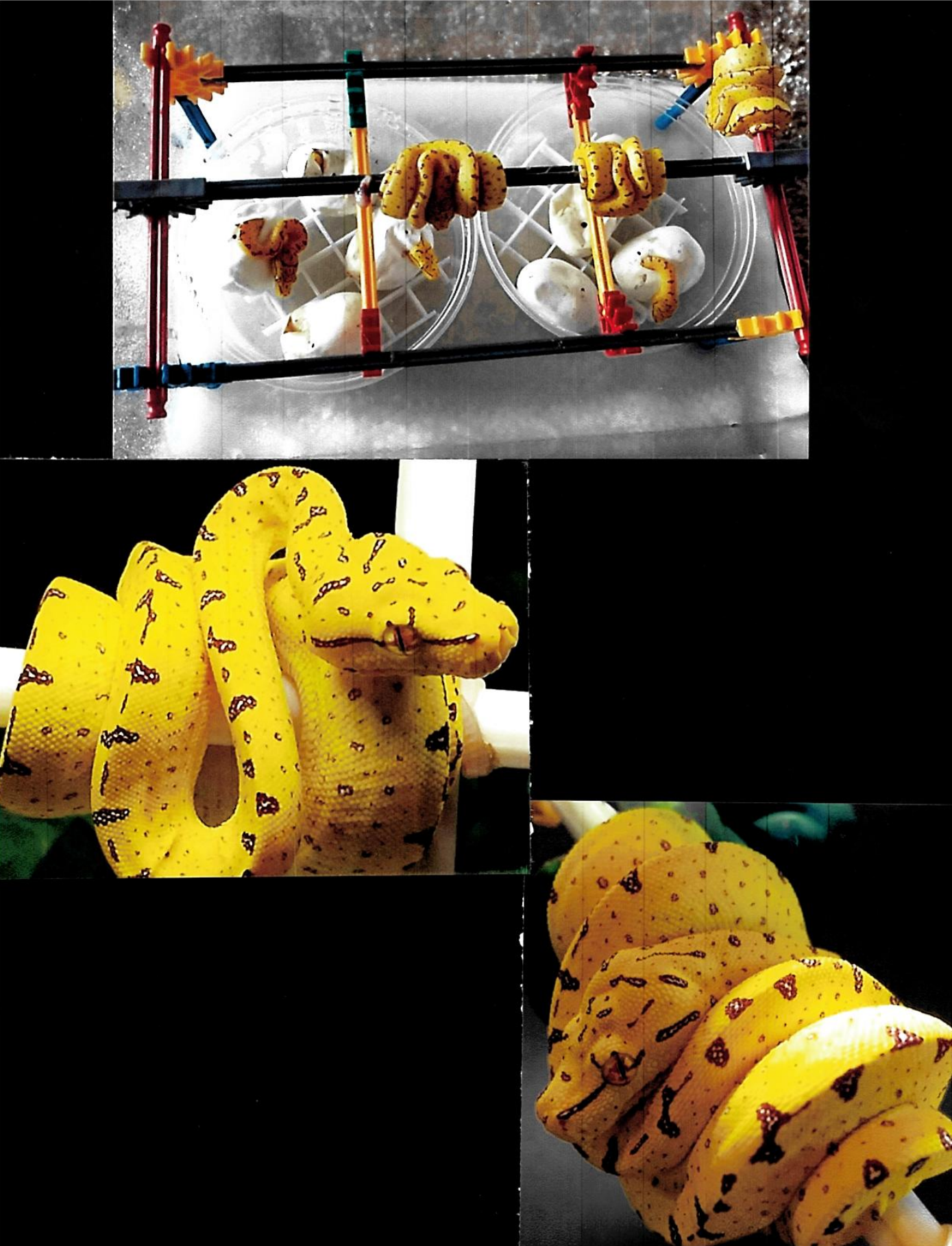 Screenshot_20201011-183509_3.png