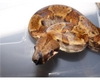 20882hypo1.JPG