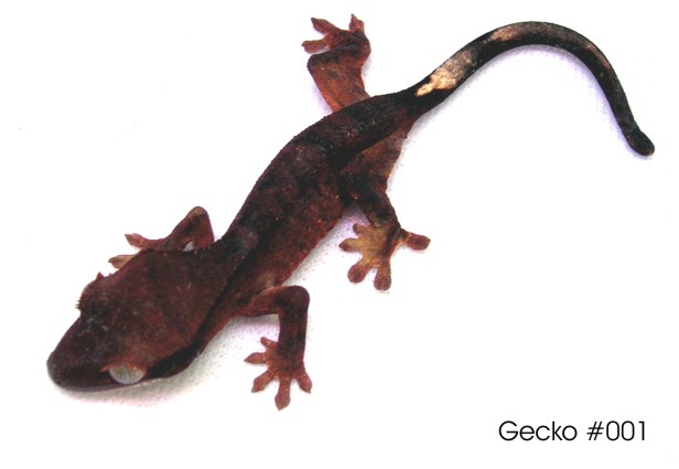 14286gecko1.jpg