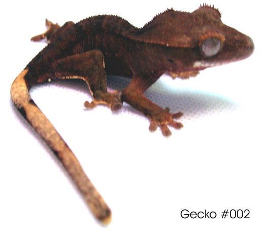 14286gecko2.jpg