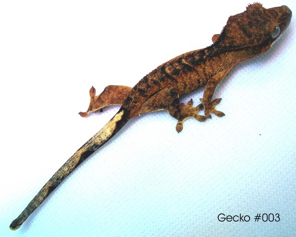 14286gecko3.jpg