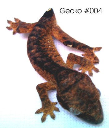 14286gecko4.jpg