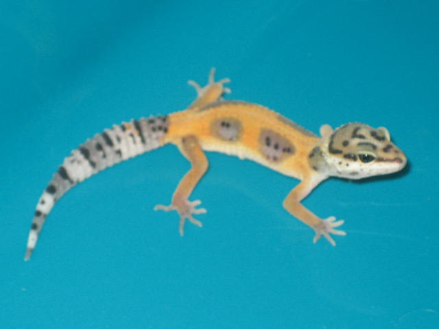 28652fluxys.jpg